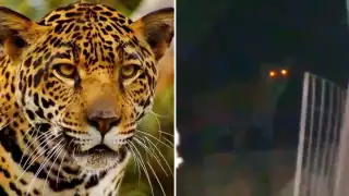 El felino fue visto en áreas verdes