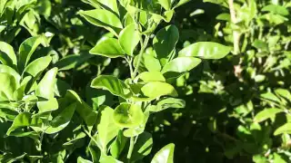 Muchas personas usen esta planta como remedio para enfermedades renales