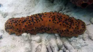 Pepino de mar en Yucatán: Qué es, cuál es su función y por qué está bajo protección