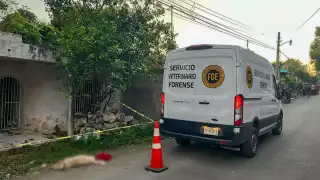 Servicio Veterinario Forense investiga matanza de perros en Peto