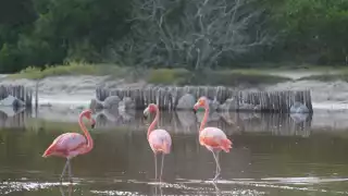 En los últimos días, los vecinos que residen en el Oriente del puerto han reportado la visita de estos animales silvestres