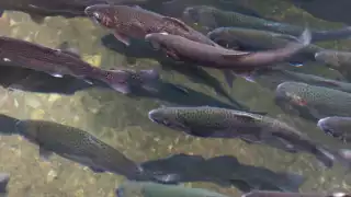 Por cuarto año consecutivo, este país está sufriendo esta situación. Foto: Especial