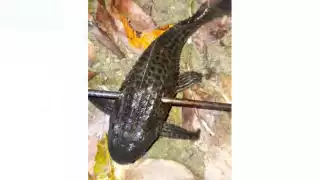 Chetumal: Detectan a un pez diablo en una zona cerca de Ucum