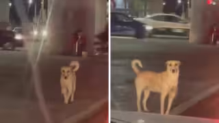 El perrito recolecta el dinero en una lata atada al cuello