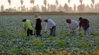 Estados Unidos amplía visas agrícolas H-2A, pero reduce salarios hasta 32%: mexicanos, los más afectados