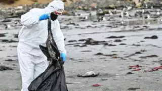 También se ha reportado la muerte de 9 mil lobos marinos