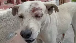 En ambas festividades no faltaron los fuegos artificiales y detonaciones que iban desde las luces de colores hasta los afamados petardos