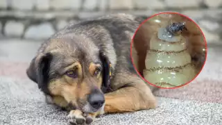 Alerta por gusano barrenador en Campeche: perros, segunda especie más afectada; así puedes protegerlos