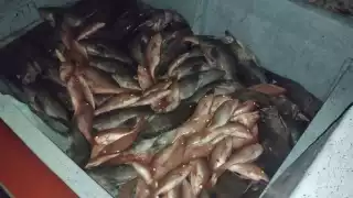 Así luce el mero confiscado en Progreso