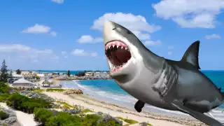 Tiburón invade playa de Florida y provoca pánico entre bañistas: VIDEO