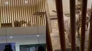 El presunto hijo de 'El Mayo' Zambada compartió a sus tigres y un jaguaren su casa