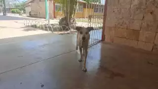 Los alumnos mencionaron que hay evidencias de que los animales fueron envenenados premeditadamente por los directivos