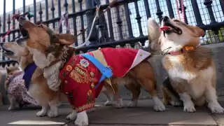 Los corgis eran la raza preferida de la Reina Isabel II