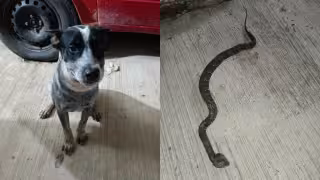 Tayson, el lomito héroe de Muna: enfrentó a una serpiente venenosa huolpoch para salvar a su familia