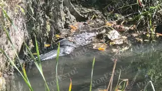 Reaparece cocodrilo en drenaje pluvial de Champotón; alertan por riesgo en zona escolar
