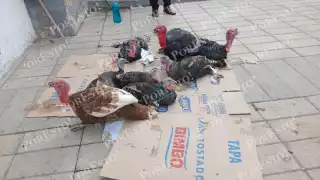 Comerciantes de Escárcega bajan precio del pavo criollo por baja demanda en Nochebuena