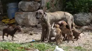 Perros y gatos en riesgo de sufrir golpes de calor por las altas temperaturas en Yucatán