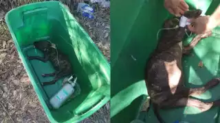 Abandonan a perrita medicada y muere en el Periférico de Mérida