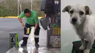 Así bañaron al perrito en la gasolinera de Calkiní