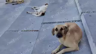 Perros callejeros provocan cuatro accidentes viales en Campeche durante 2025