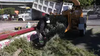 CDMX habilita centros de acopio para reciclar árboles de Navidad y nochebuenas tras las fiestas