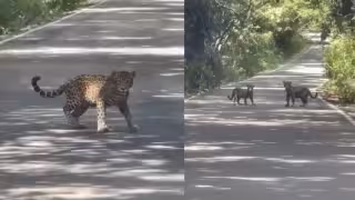 Los guardianes de la selva: Captan a jaguares rumbo a la zona arqueológica de Calakmul