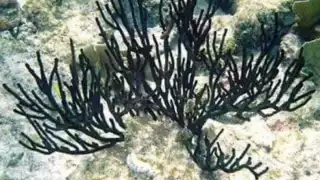 Cozumel es el único municipio del país que tiene permiso de extracción de este artículo con el que se elaboran artesanías. (