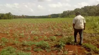 El mes de mayo era casi seguro que empezaban las lluvias para hacer la siembra de las milpas
