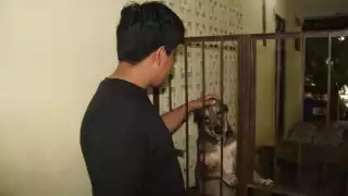 Hogar Colitas Mérida: cinco años rescatando perros y gatos en situación de calle