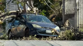 Reportan caída de un árbol sobre un automóvil en la colonia México Oriente de Mérida