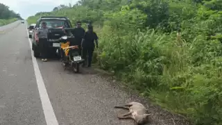 Autoridades trabajarán en conjunto para determinar las circunstancias exactas que llevaron a este incidente