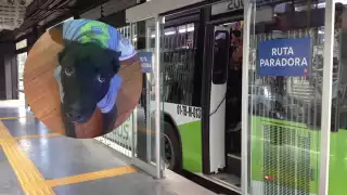 Lomito viajero se hace viral por recorrer Pachuca en el Tuzobús