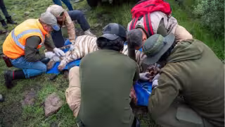 Muere Kenzo, el tigre blanco que escapó en Tepetlaoxtoc; autoridades investigarán las causas