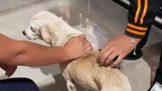 Alertan sobre efectos nocivos de la pirotecnia en los perritos en Cozumel