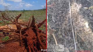 Más de 40 colmenas aparecen muertas en zona apícola de Los Chenes; denuncian posible envenenamiento