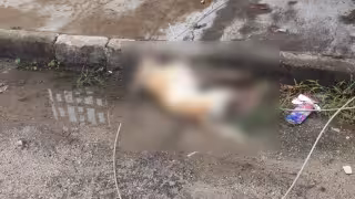 Perro muere electrocutado por un cable caído en Juan Pablo II, Mérida