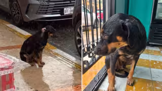 Noble gesto: Rescatan a perrito que permanecía inmóvil bajo la lluvia en Campeche; buscan al dueño