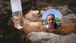 Estados Unidos revisará la situación ganadera en Campeche; alertan por 620 casos de gusano barrenador