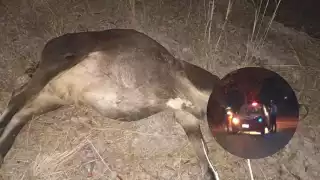 Pese a lo aparatoso del accidente el conductor resultó ileso
