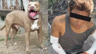 Pitbull ataca a presunto ladrón que habría ingresado a una vivienda en Kanasín