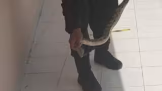 Serpiente quería ir a clases: capturan a una boa en la UADY de Tizimín