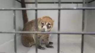 Atrapan a un coatí que deambulaba cerca de una secundaria en Kanasín
