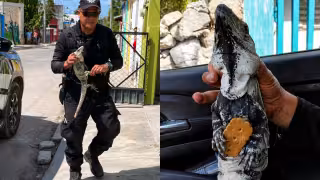Yucatán mágico: pelea de iguanas desata movilización policiaca en Tizimín