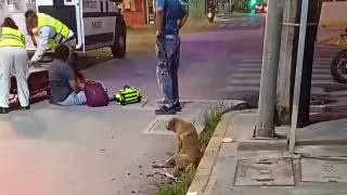 Video causa indignación en Campeche: Perrita queda malherida mientras atienden a motociclista