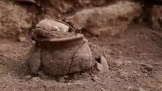 El campamento fue hallado a tres kilómetros de la costa Norte de Yucatán