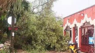 Grandes árboles fueron tirados ante la fuerza de los vientos