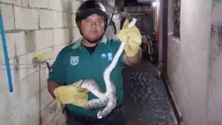 Sólo se necesitaron de dos elementos para meter dentro de un contenedor al animal rastrero