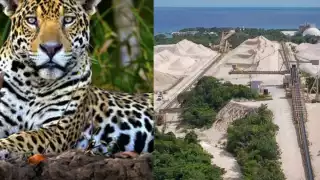 Espacio clausurado de Calica podría volver a ser el hogar de especies endémicas