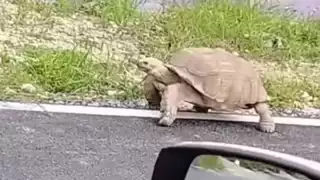 Captan a enorme tortuga sulcata africana en calles de Chicxulub Puerto