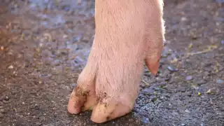 Mujer alcanza el éxito con 'pedicure' para cerdos en Francia